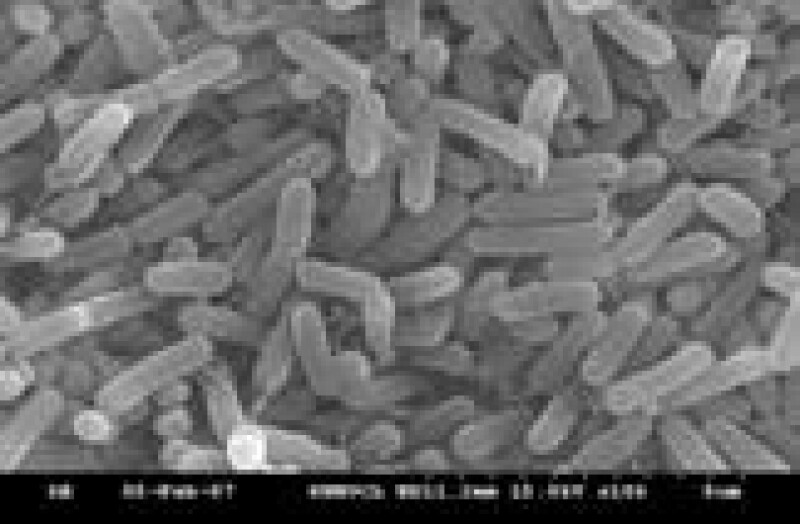 레인보우 신바이오틱스 멀티유산균,[원더구독 위크세일]레인보우 신바이오틱스 멀티유산균(프리미엄 신바이오틱스 5g 30포/set)